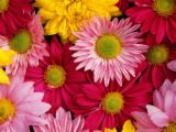 flowers1.jpg